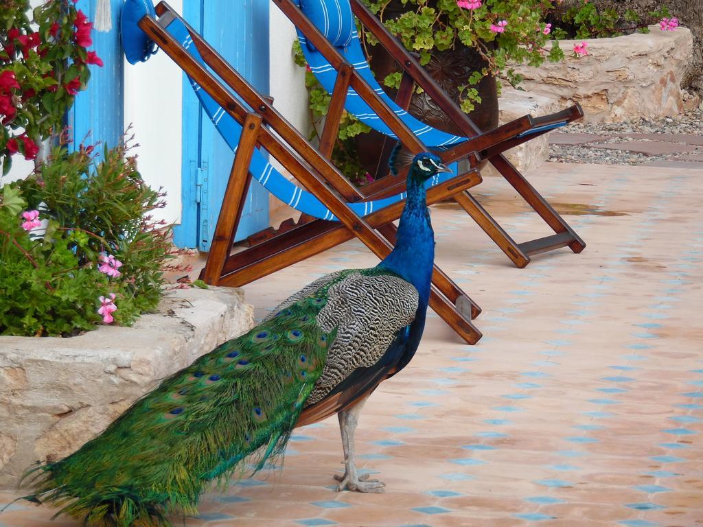 Villa Daba Ghazoua Exteriör bild